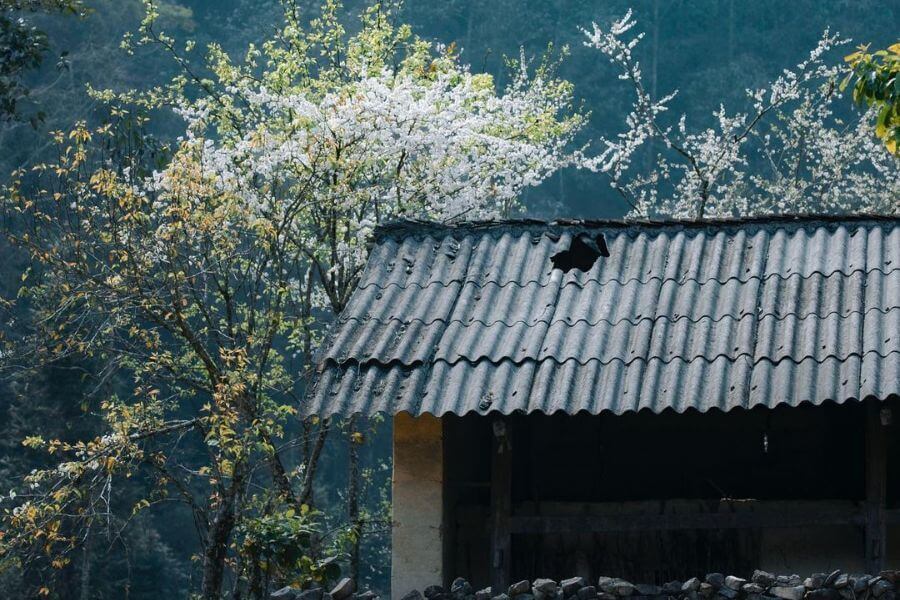 Pho Cao Ha Giang – Admire the Pristine Beauty of Dong Van