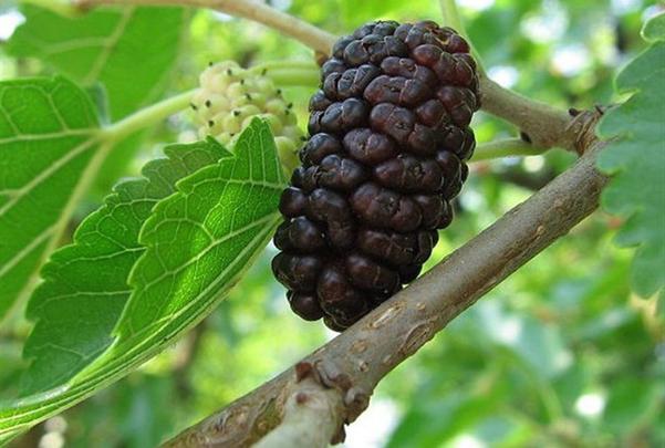 Vườn dâu tằm Mỹ Khánh