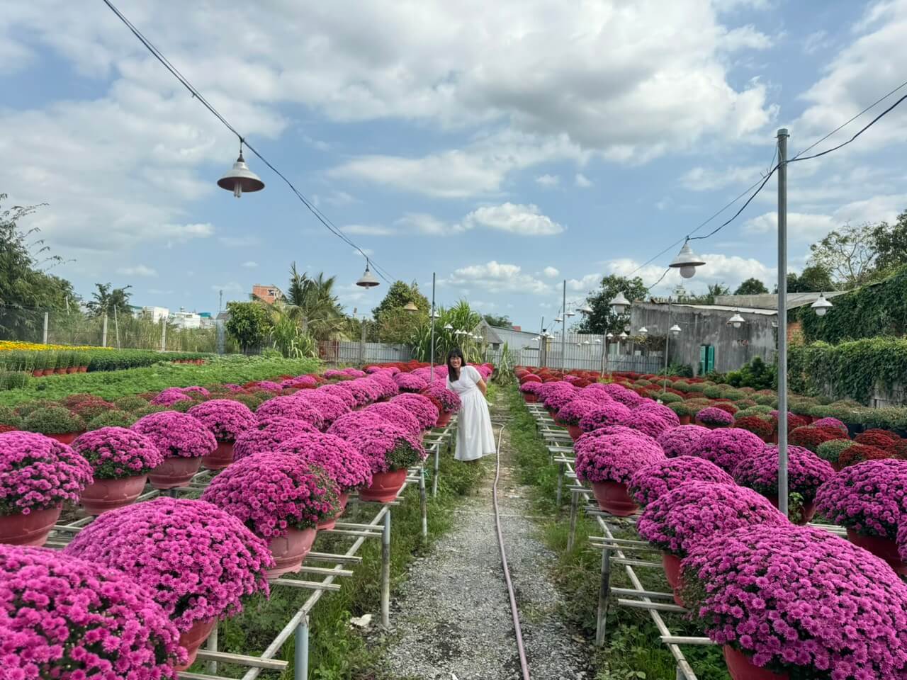 八波花村は西部市場に大量の花を供給するだけでなく、一年中数千種類の花が咲き誇る美しい自然景観が魅力的な観光地でもあります。