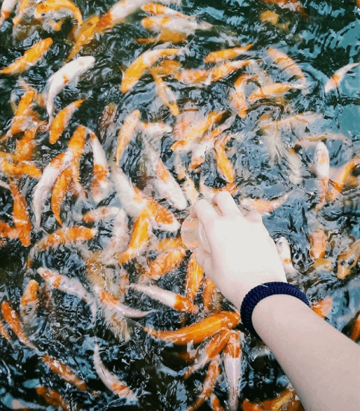 Khu Du Lịch Phú An Khang