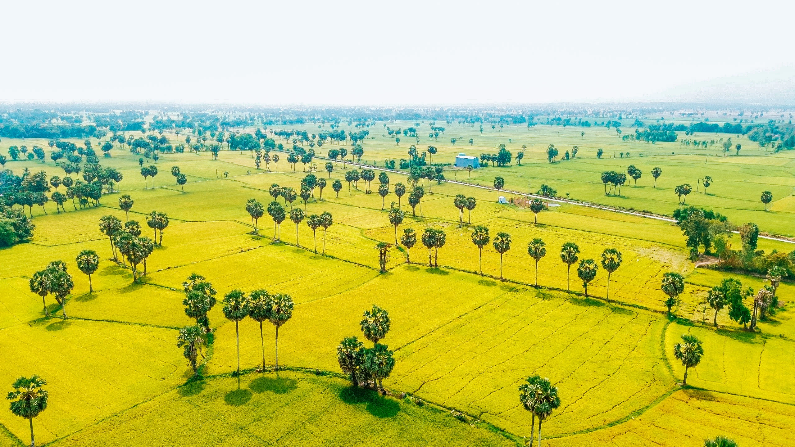 Cánh đồng thốt nốt