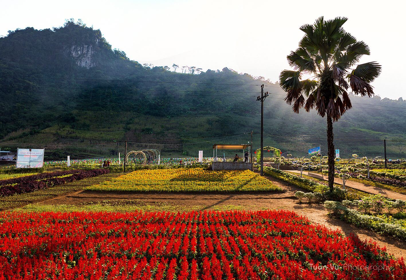 Bình Nguyên Xanh Khai Trung