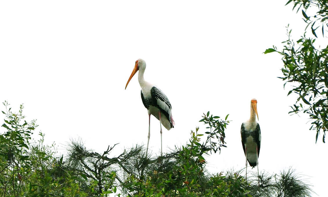 Khu bảo tồn sinh thái Đồng Tháp Mười