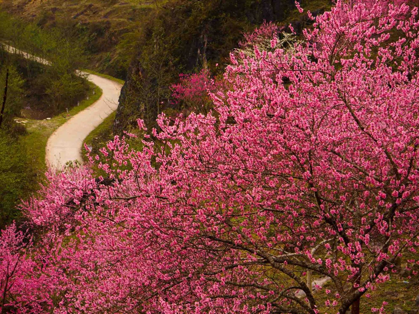 春の曹麻埔へ、咲き誇る桃の花に浸る