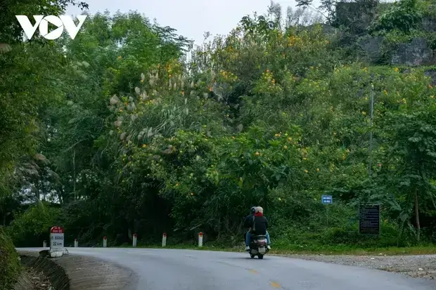 ルンパ峠で野生のヒマワリの黄色を鑑賞