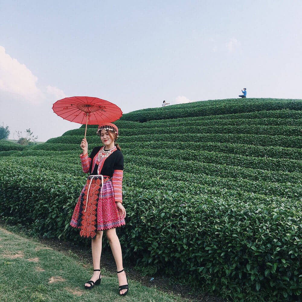 Đồi chè Gia Lai - một trong 7 đồi chè dành cho dân thích xê dịch