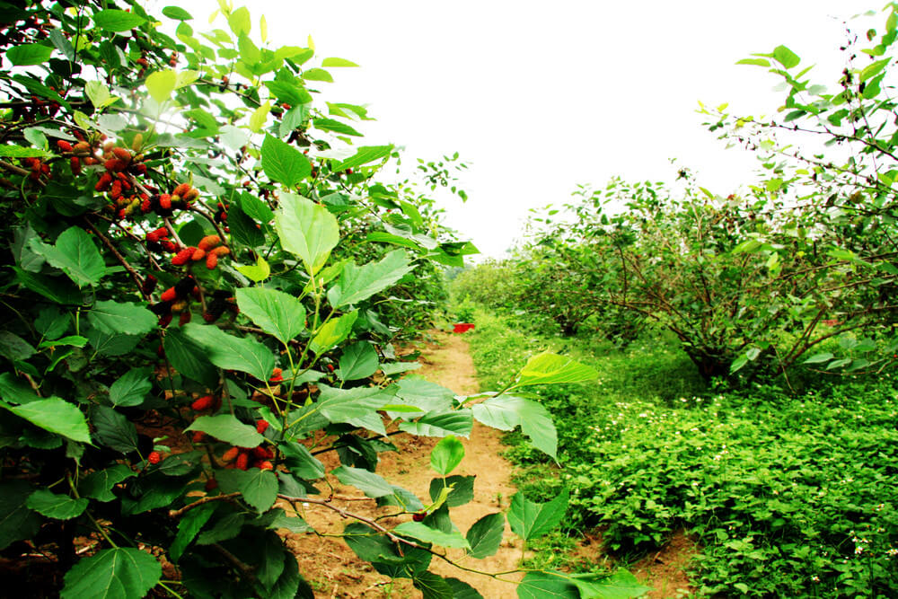 Vườn dâu tằm Mỹ Khánh