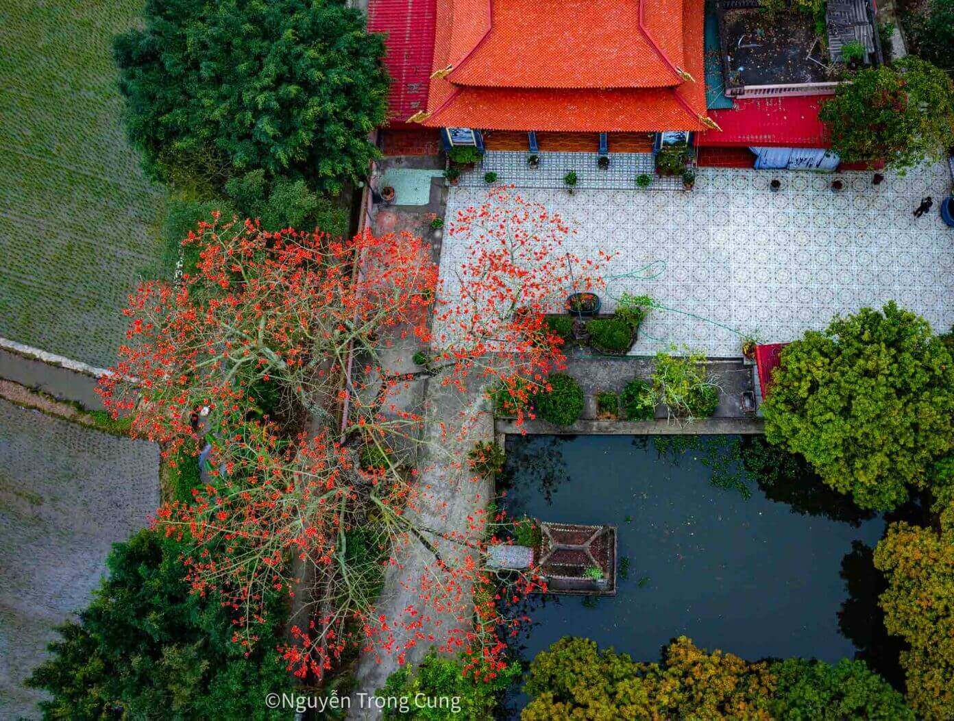 タイビンの静かなパゴダの横で咲く稲の花を見る