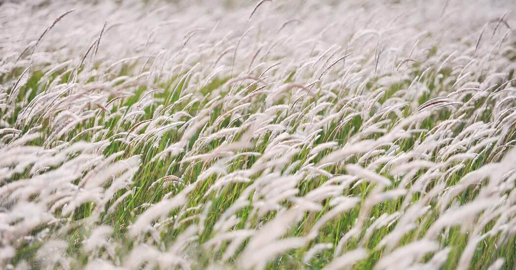 [写真] クアンナム：田園地帯に葦の花が溢れて驚く
