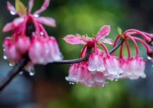 桃の花はBa Naの頂上にある圧倒的な春の鐘です