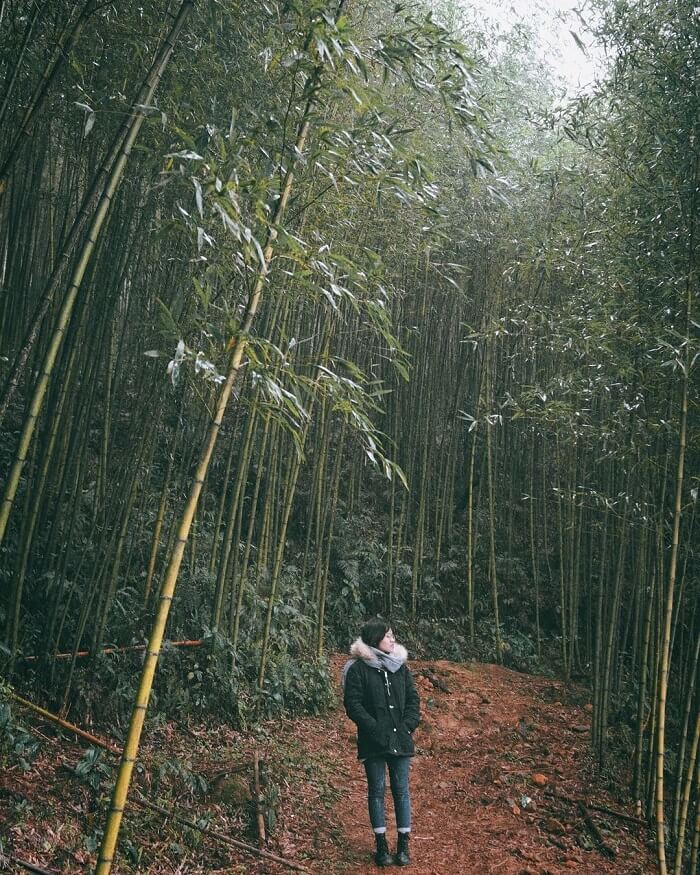 Rừng trúc Nguyên Bình .