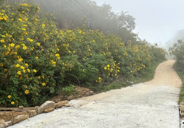 シン・スオイ・ホーの野生のひまわりの季節