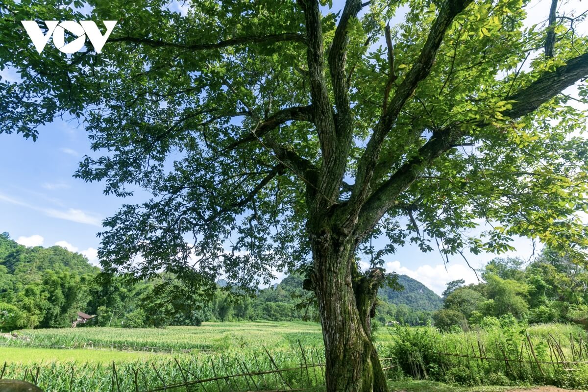 カオバンのチュンカインにある有名な古代栗の木にチェックイン