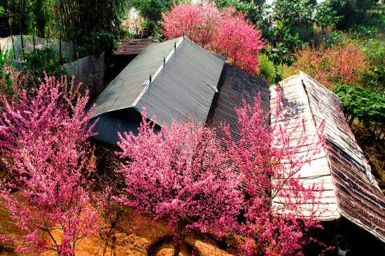 Vườn anh đào Mường Phăng là địa điểm lý tưởng cho chuyến du xuân