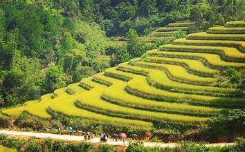 棚田：観光開発の「黄金」の原料