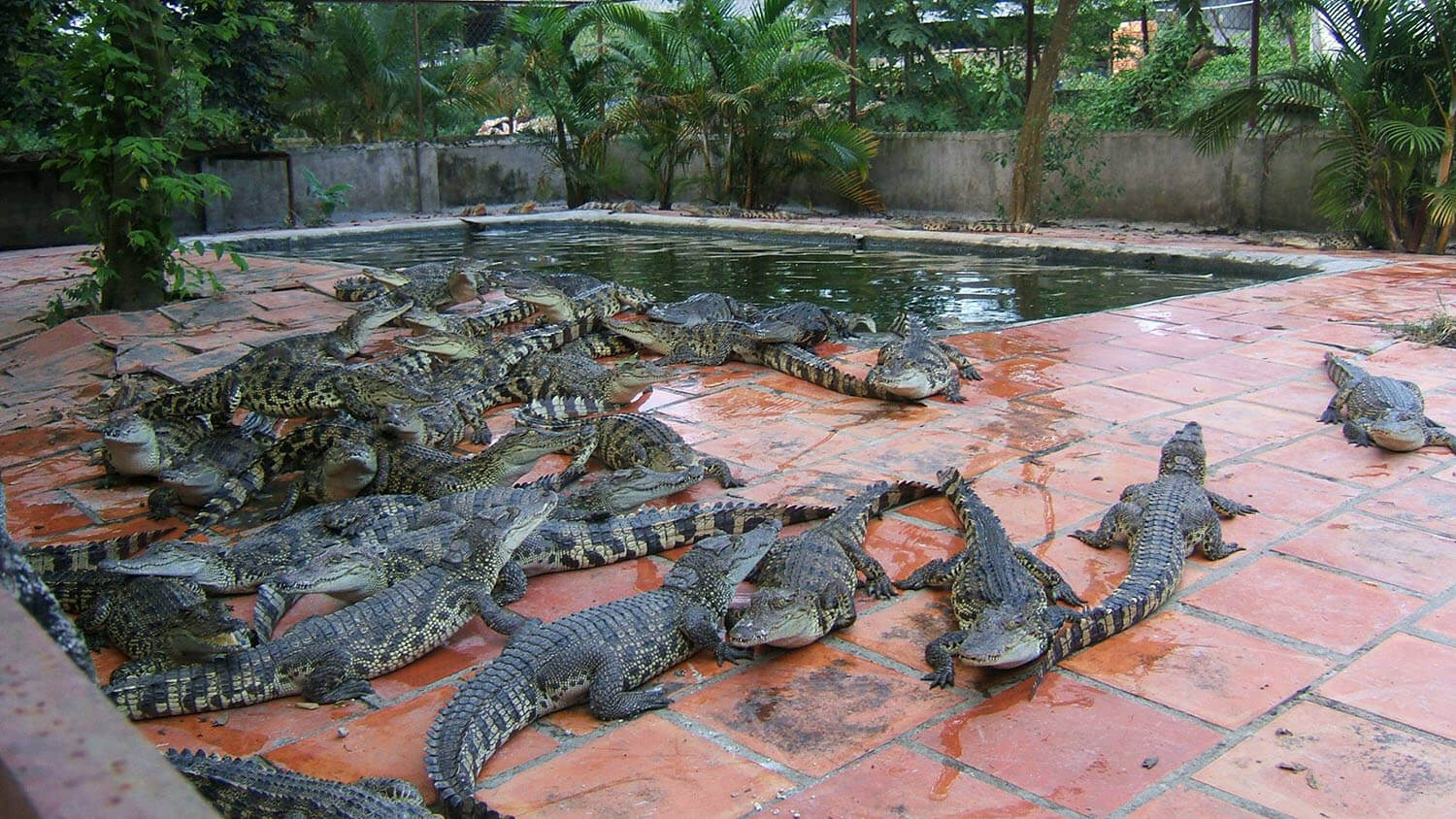 ロンスエン ワニ園は、この希少で特別な動物の王国として知られています。 10,000頭以上のワニが世話され、保護されている