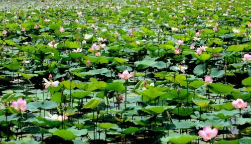 Đầm sen Tháng Mười bát ngát , bình yên