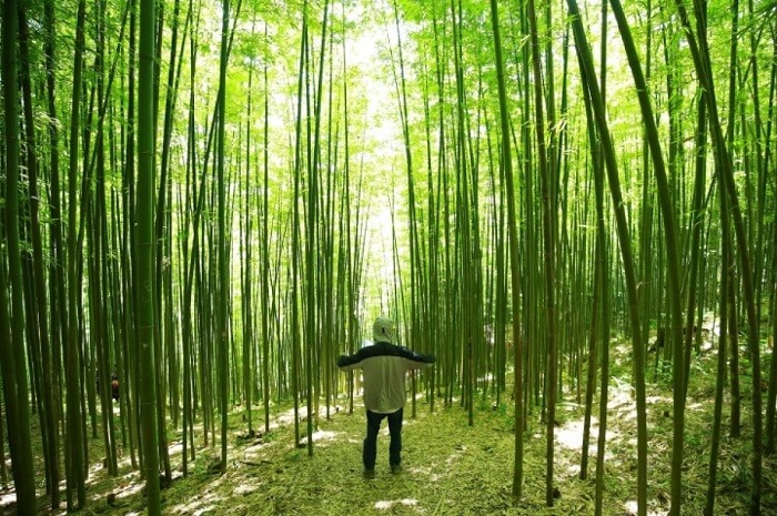 涼しく過ごしやすい気候とのどかな風景が広がる竹林です。