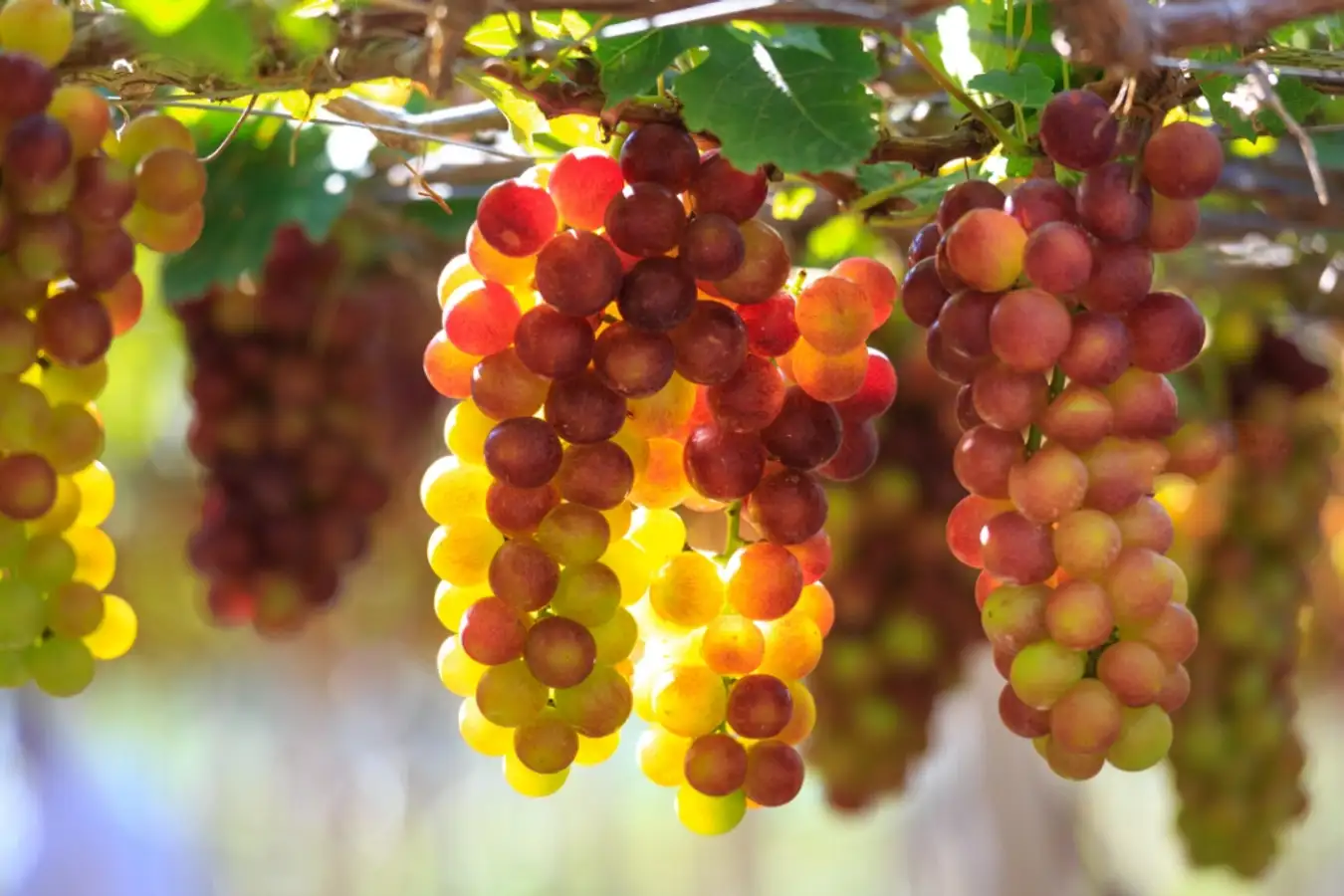 동화 속 정원처럼 아름다운 포도원을 방문해보세요