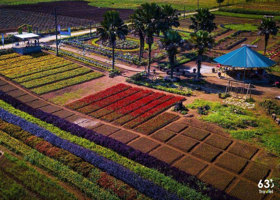 Bình Nguyên Xanh Khai Trung