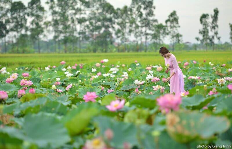 タムダの蓮の池には、素朴だがロマンチックな南部の田舎のイメージが含まれています