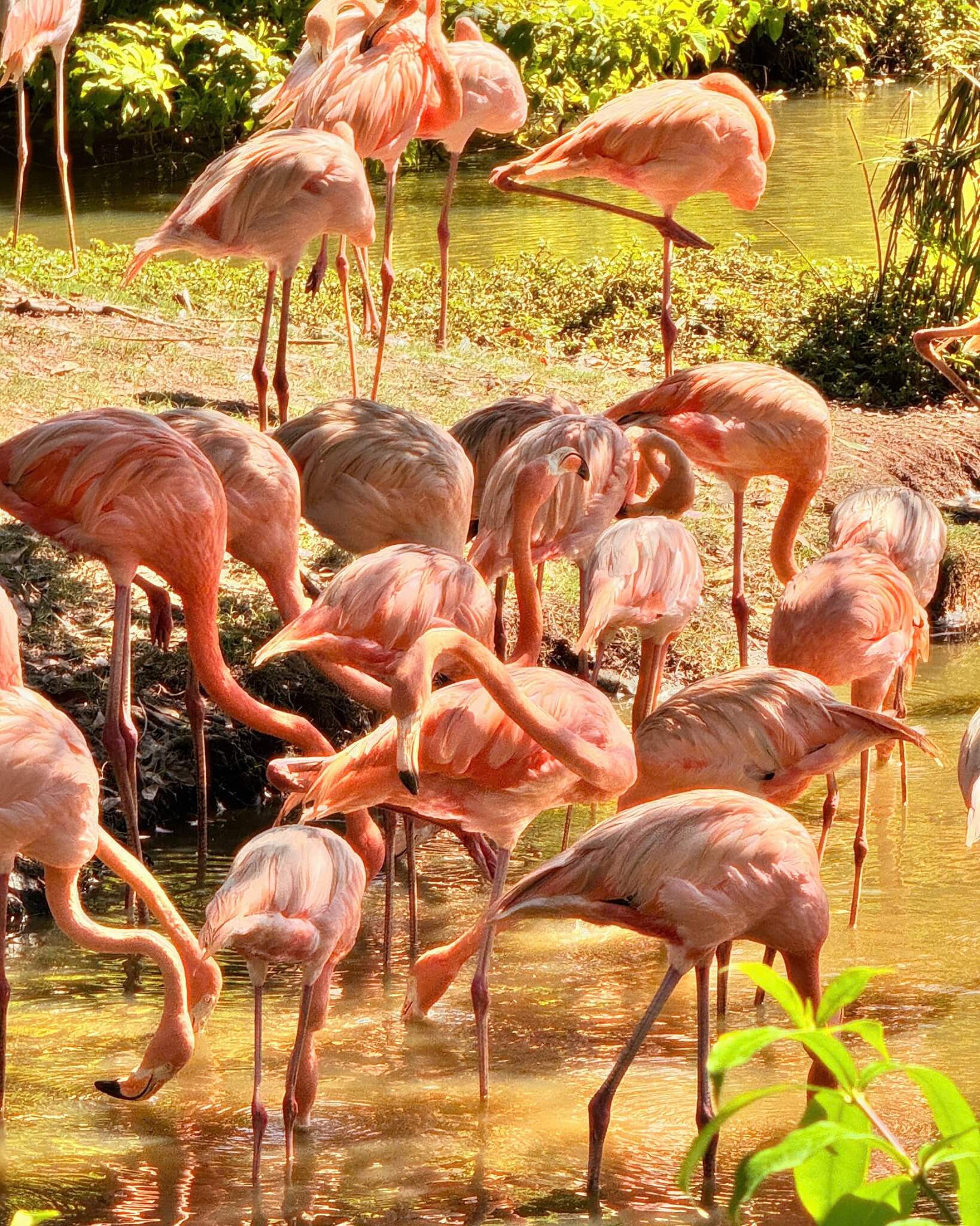 この動物園は多くの新しいユニークな動物種を育てています