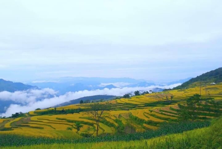 Ruộng Bậc Thang Hồng Thái
