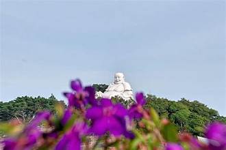 カム山は紫色のギンバイカの花で覆われています