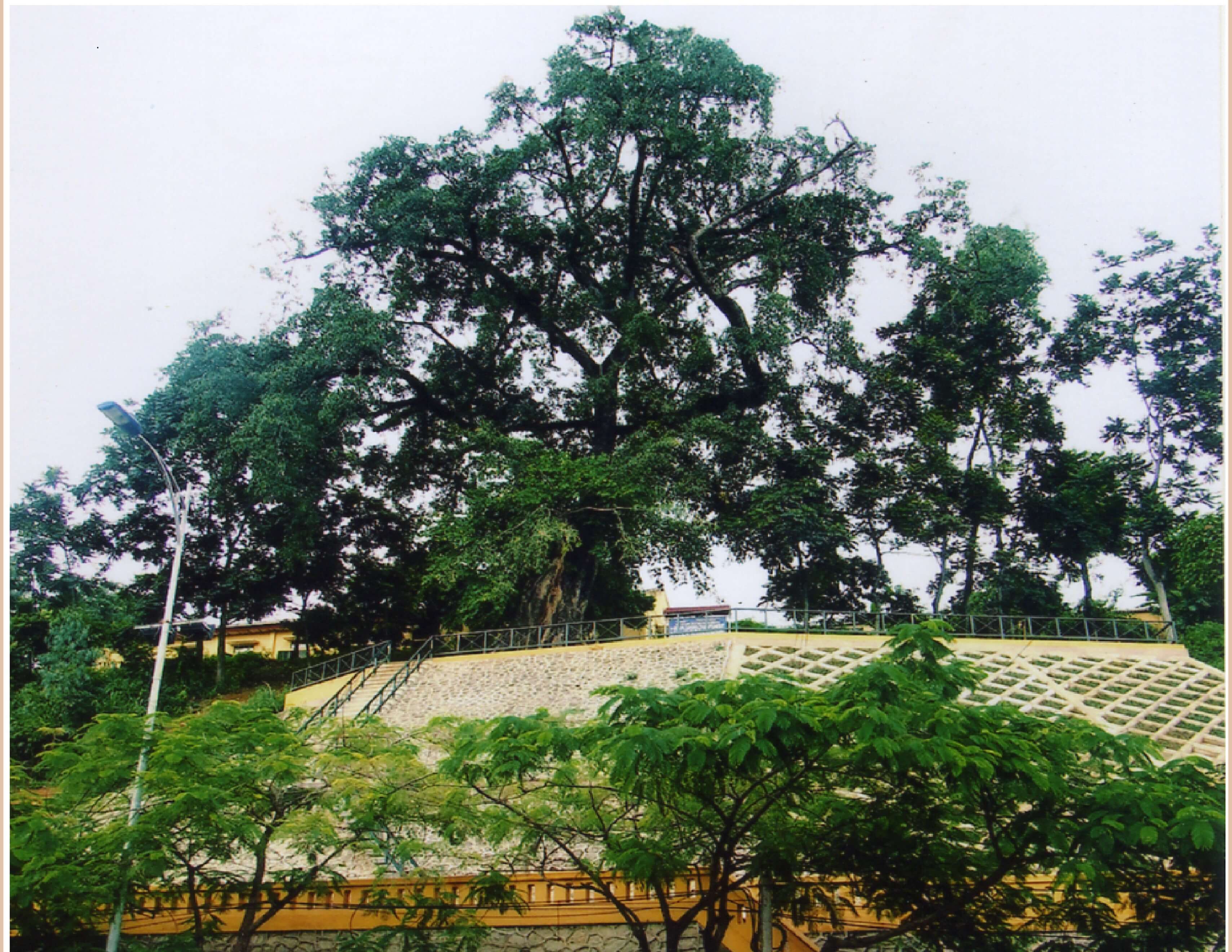 裸バージョンのツリー