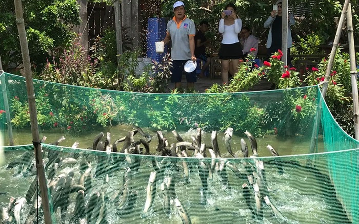 Hiện tượng "Cá Lóc Bay" chỉ có tại Cồn Sơn - Cần Thơ