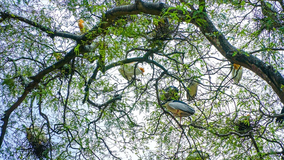 チュアハンの 7 ヘクタール以上のキャンパスには、あらゆる種類の鳥が数万羽近く生息しており、そのほとんどはコウノトリ、コウノトリ、アカクビコウ、サギです。