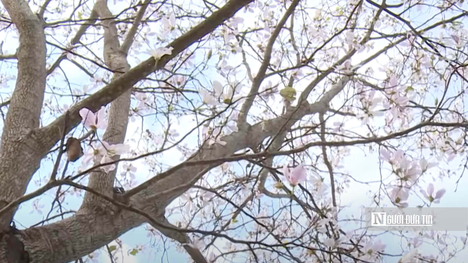 ディエンビエンの天と地にバンの花が咲く