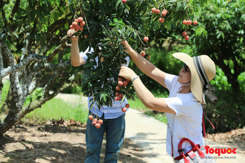 ハイズオンでボートに乗ってライチを摘み、熟したおいしいベリーを楽しむ観光客