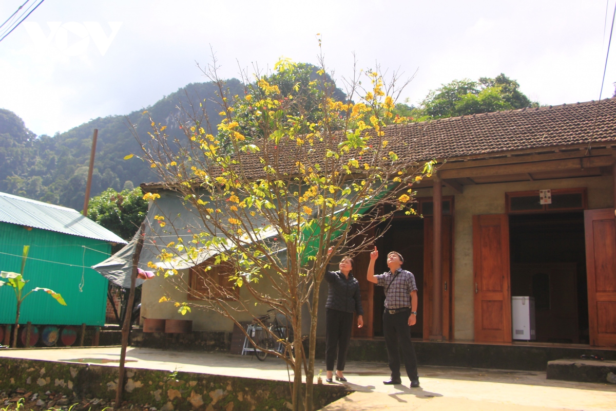 テトはポイライスと酸っぱい魚を楽しむためにタンホア観光村にやって来ます