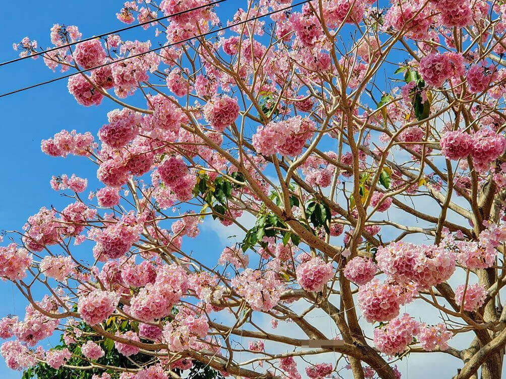 バオロクの空一面をピンクに染めて咲く、ピンクのトランペットの花に魅せられて