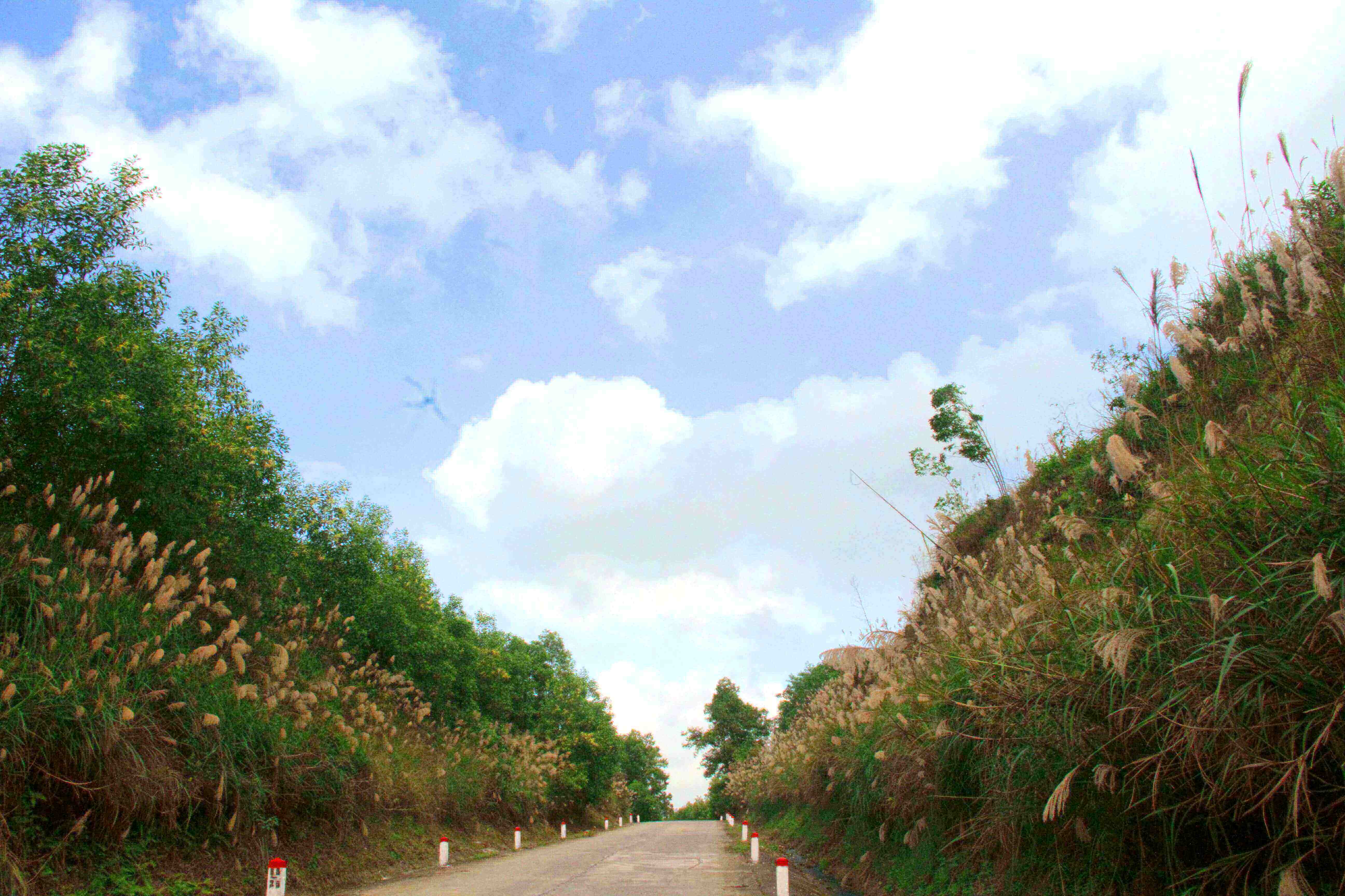 ハティンの森に白く咲く葦の花