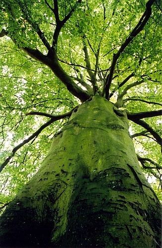 This forest still has many rare perennial wood species such as: green ironwood, mahogany, district, forest, chestnut; Many medicinal plants such as: agarwood, pentaphyllum,...