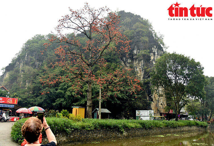 ニンビンにある築約600年の仏塔の隣で赤く光るモクミエンの花
