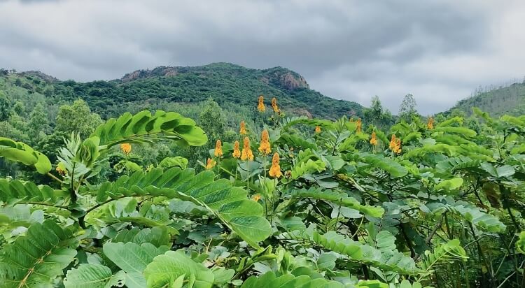 ヌイチュア世界生物圏保護区の美しさを探る