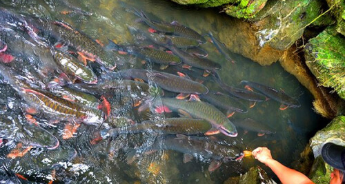Những bí ẩn tâm linh ở suối Cá Thần