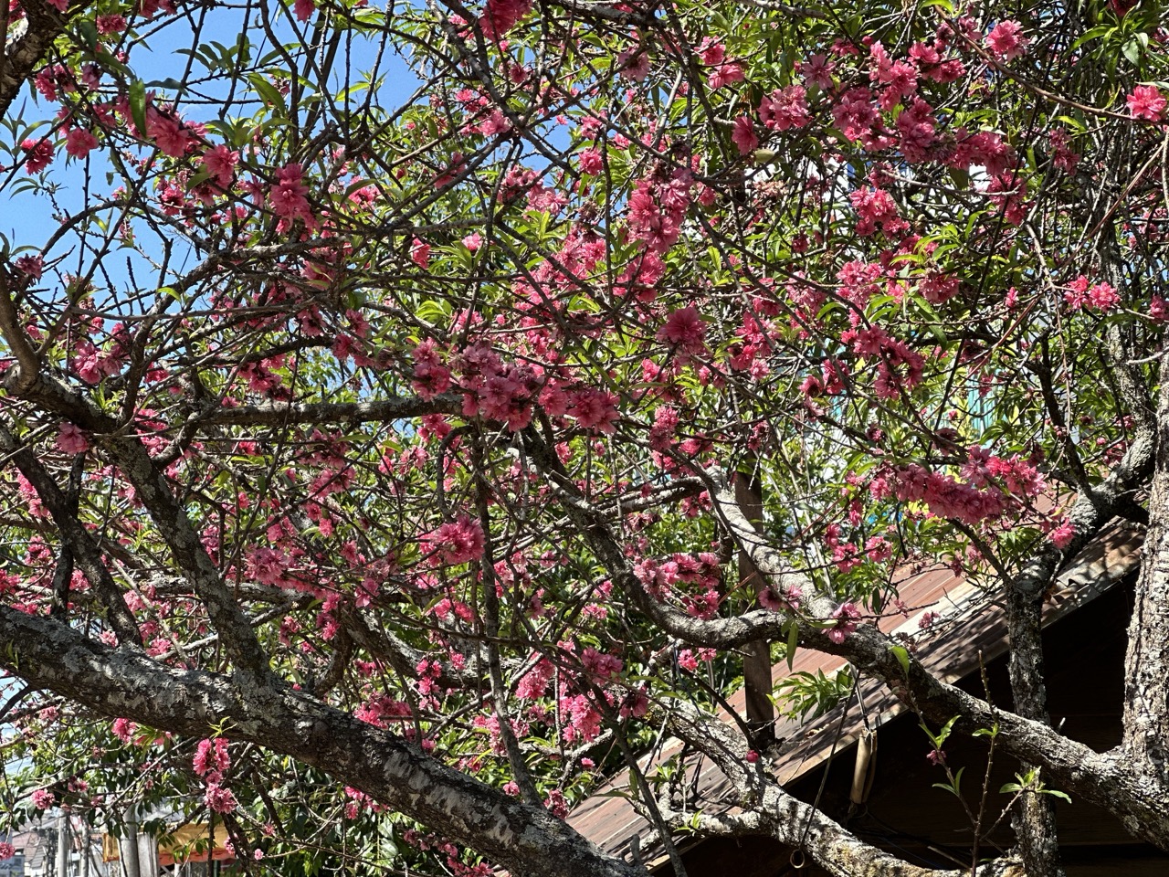 数千人の観光客がダラットの「国の桃の木」にチェックイン