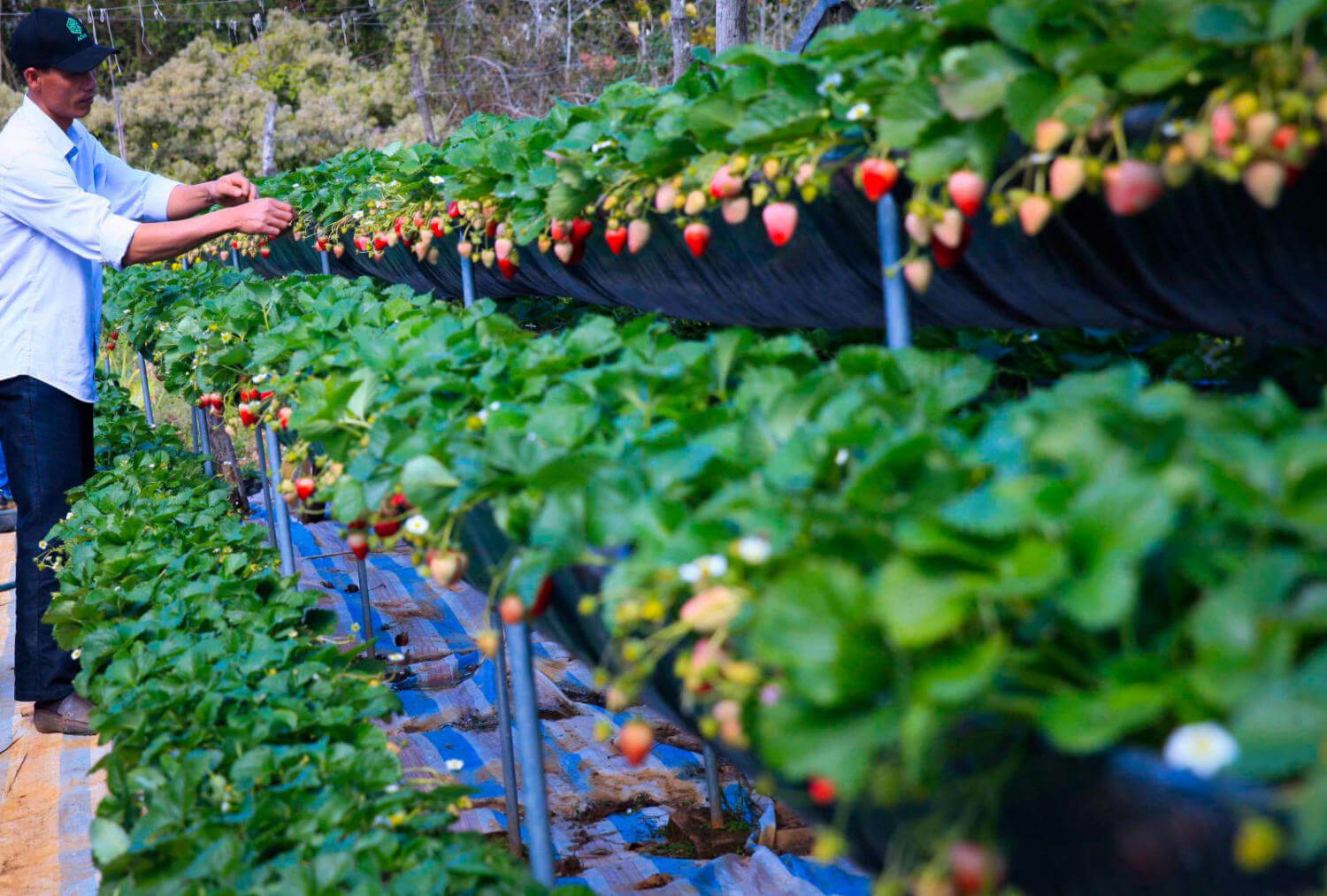 Vườn dâu tây Chimi Farm còn nổi tiếng bởi sở hữu công nghệ tiên tiến, hiện đại nhất Tây Bắc