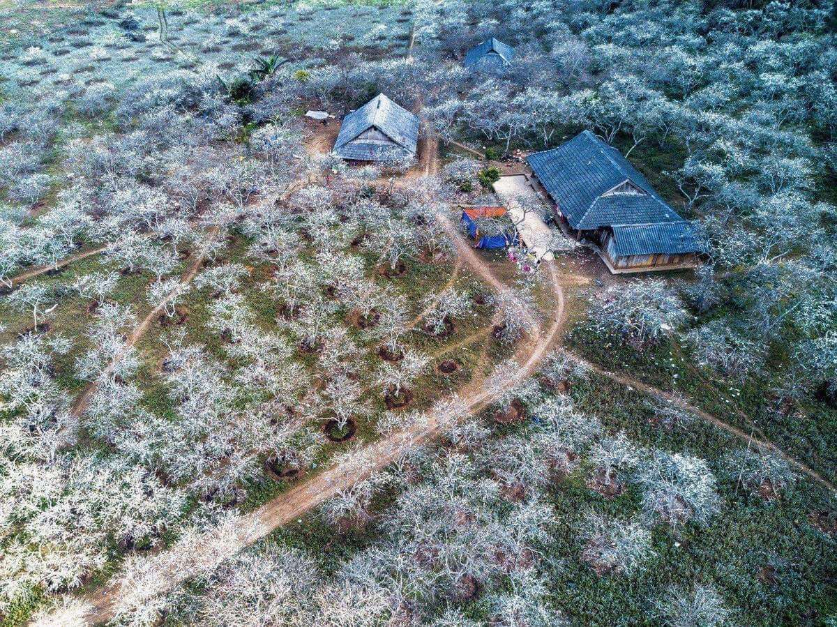 만나카 플럼 밸리