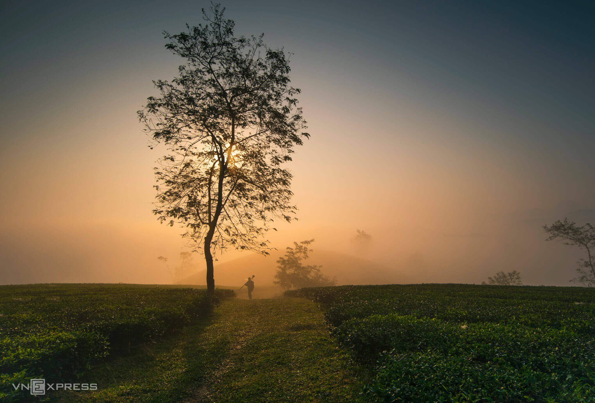 Đồi chè Long Cốc
