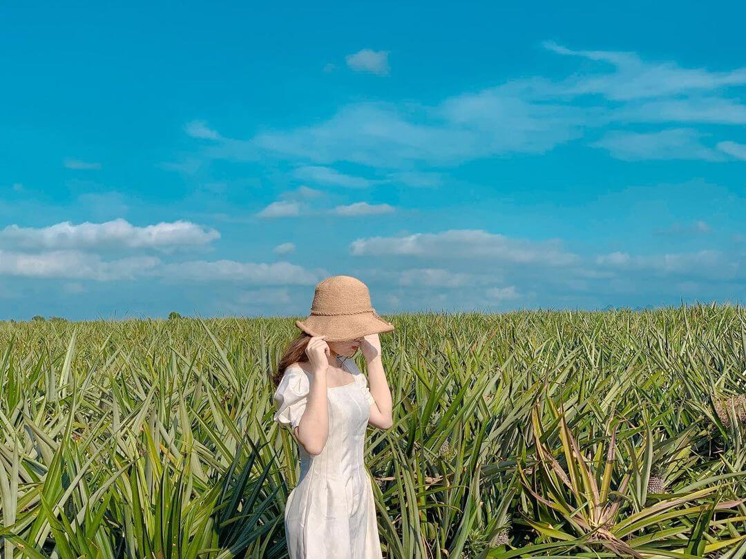 Cánh đồng khóm Tân Phước