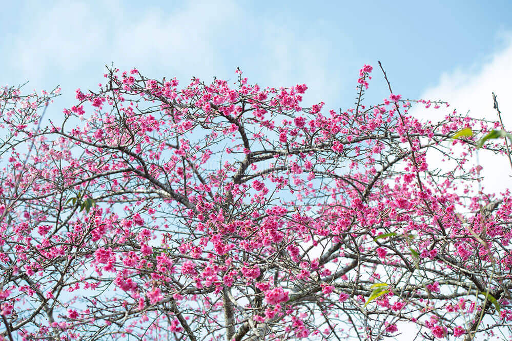 祭りの開幕前の鮮やかな桜