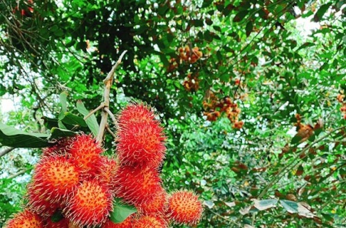 Cu Lao Tan Quy 熟した果実の季節