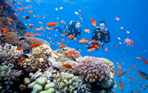 Ngắm san hô trên Cù Lao Chàm