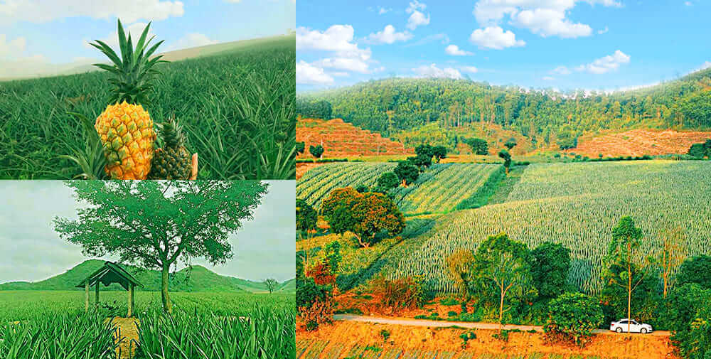 탐 디프 파인애플 힐