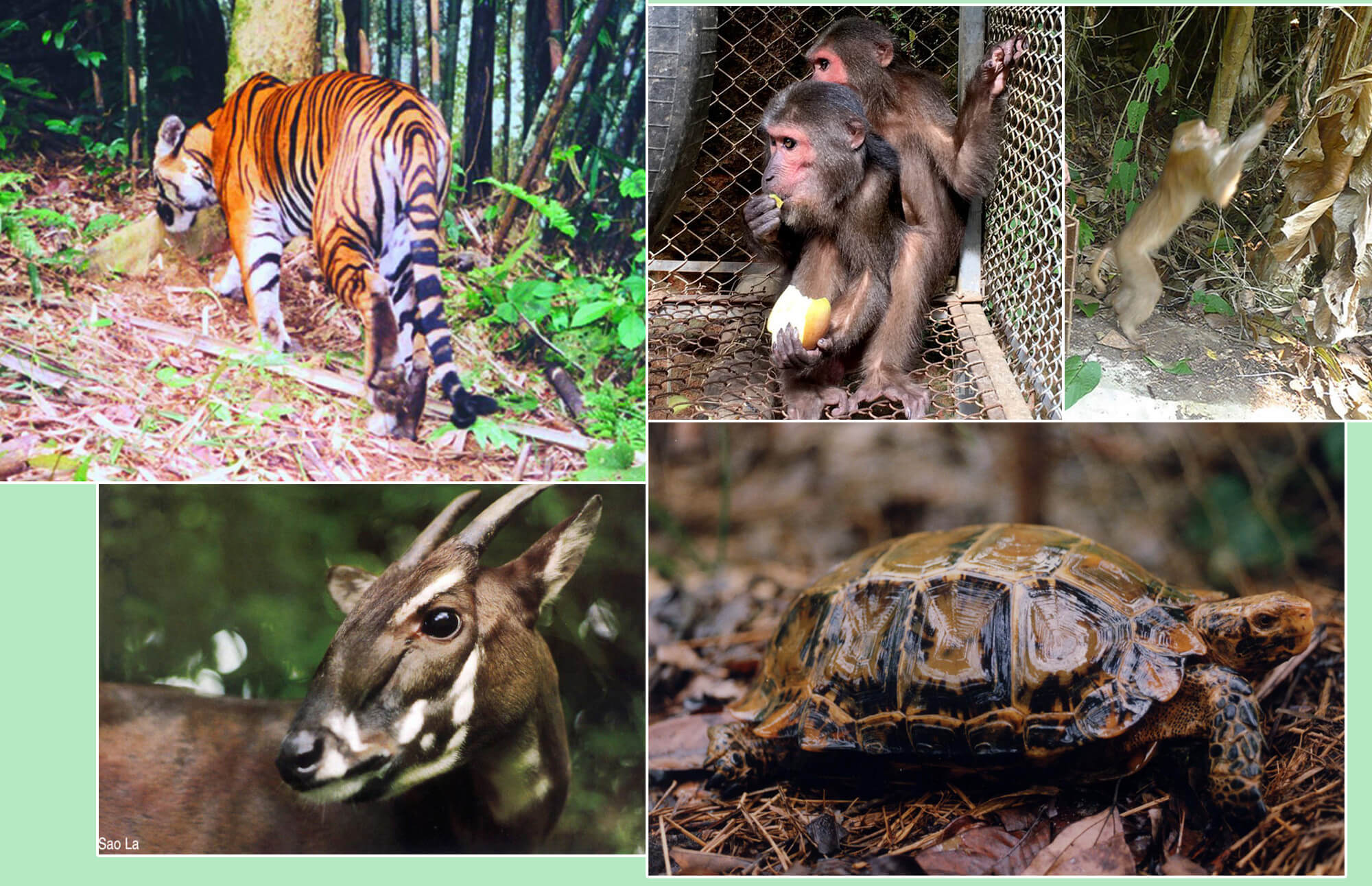 プーマット国立公園の希少動物